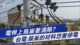 電桿上鳥巢要清除? 台電:築巢的材料恐害停電｜TVBS新聞@TVBSNEWS01