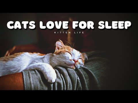 The Secret Life of Cats: Decoding their Love for Sleep