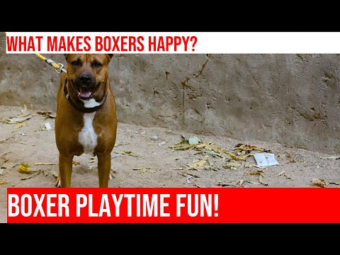 Boxer Play Style: Get Ready for High Energy, High Fun!