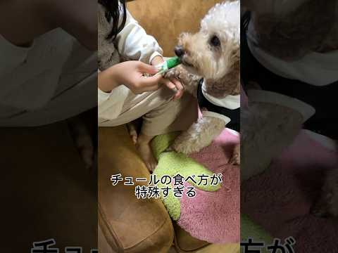 チュールの食べ方が特殊すぎる犬 #shorts #犬のおやつ