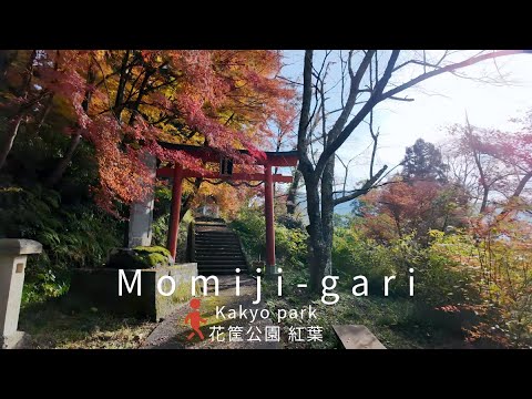 [4KHDR]Autumn Foliage Walk in Kakyo Park, Fukui - Beautiful Autumn Colors [Japan]福井県花筐公園の紅葉散策