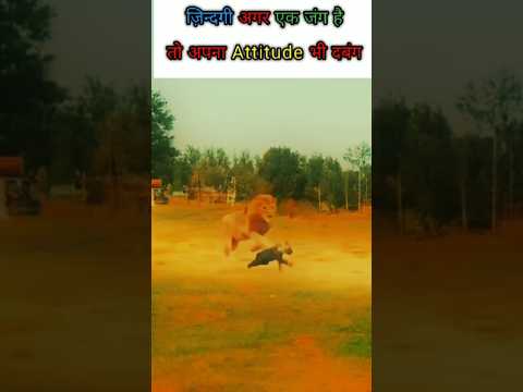 Tiger🦁 Attitude Status|| WhatsApp Status #Attitude #AttitudeStatus #Lionattitude #Lionshorts. #Short