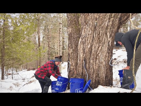 Making Maple Syrup | Collecting Sap | Canada