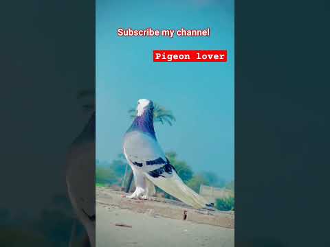 #beautiful #pigeon #kabootar#virel#shorts #shortvideo#share #whitepigeon #birdspecies #pigeonbird