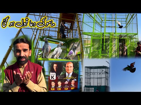 Mamu Ki Dua Qabool Hu Gai || Khokhar Pigeons Club