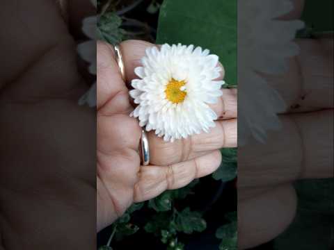 Yeh Kali Phool Ban Ke Khile Hai  #karigardidi  #shorts  #minivlog #viralshort #subscribers #Flowers