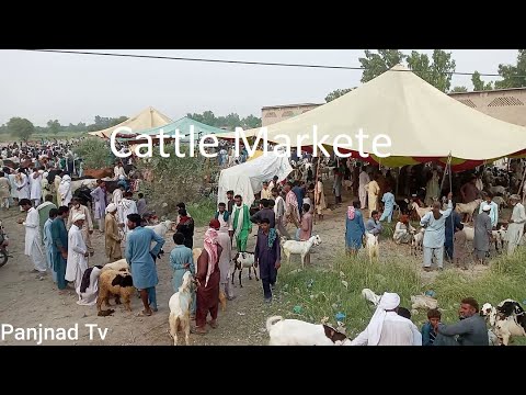 Cattle  Market In Janubi Panjab