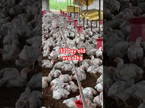 32day old chicks #trendingvideo #poultryfood ##chickenfarmingbusiness ##poultrylife #funny