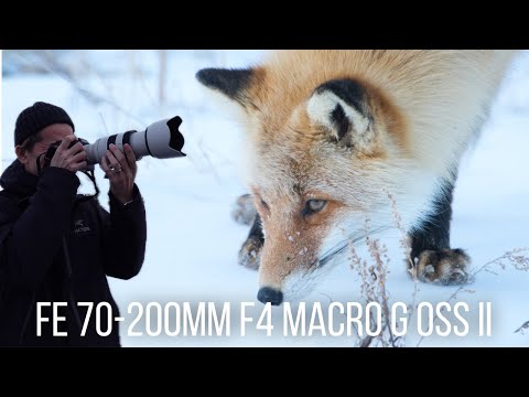 【長期レビュー】FE 70-200mm F4 Macro G OSS IIは持ち運びしやすくて軽くて良いレンズ