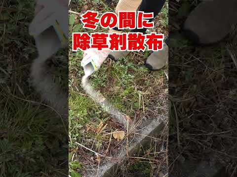 【除草剤の効果実験】持続型粒状タイプ除草剤除草剤の持続効果を検証！撒いておくだけの除草剤 #shorts #害虫駆除 #除草剤