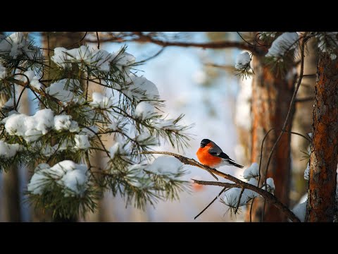 Зимние зарисовки.  Котлас.  Между Лимендкой и Вычегдой.