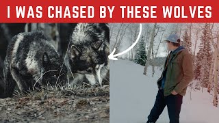 Photographer gets chased by Wolves in Utah (My story)