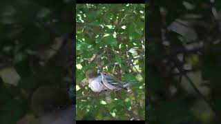 Two Chestnut – sided Warblers Quarrel #Warblers #BirdsLovers #Wildlife #WildlifeBirding #Nature