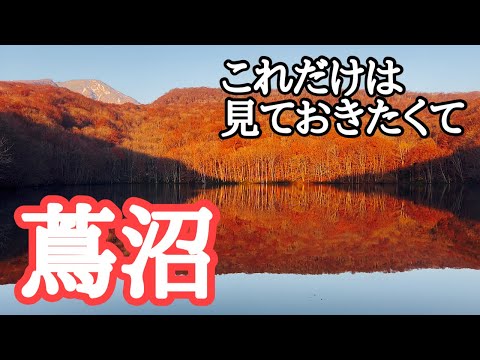 【絶景】蔦沼の紅葉と雪　晩秋の早朝、赤々と照らされる山肌と鏡のような水面　撮影：2024年11月10日　蔦温泉、沼めぐりも