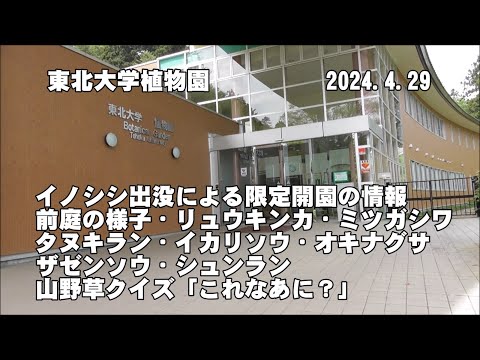 東北大学植物園2024年版(限定開園中の情報、ﾘｭｳｷﾝｶ、ﾐﾂｶﾞｼﾜ、ﾀﾇｷﾗﾝ、ｲｶﾘｿｳ、ｵｷﾅｸﾞｻ、ｻﾞｾﾞﾝｿｳ、ｼｭﾝﾗﾝ、山野草ｸｲｽﾞ)