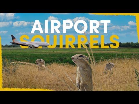 We’ve released 803 squirrels at an airport - here’s why