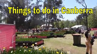 Things to Do in Canberra | Canberra Festivals | flower Festivals | #familytravelervlogs #familytour