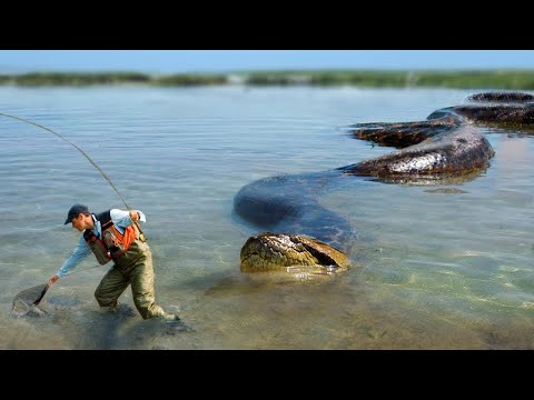 カメラが捉えた!超ドでかい最大級生物4 0選