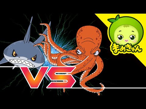 サメ vs タコ | 動物バトル | まめきゅん MAMEKYUNN