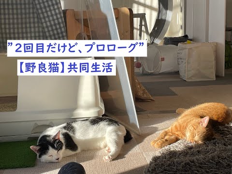 2回目だけど、プロローグ【野良猫】【ねこによる。ch】