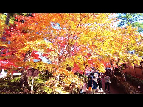 紅葉の名所めぐり　／永源寺　癒しのタイムチャンネル＃71