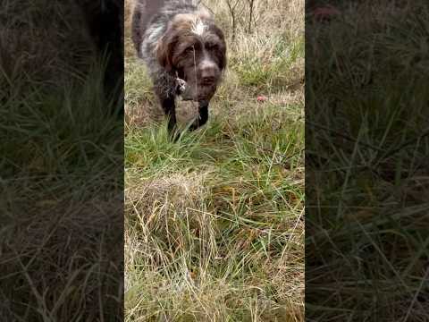 Retrieving for the Mayor of Tupelo, MS #wirehairedpointinggriffon #workingdog