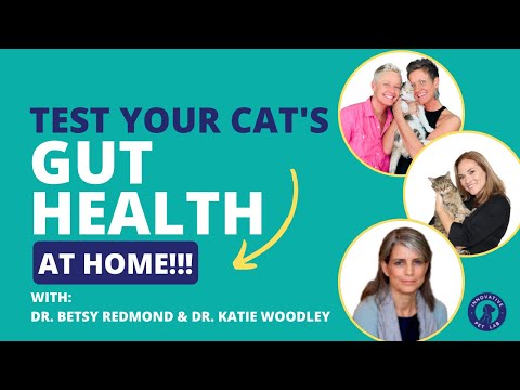 At Home Testing: Cat Gut Health