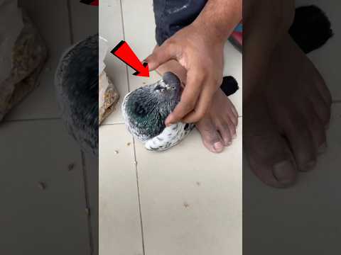 How to feed a sick pigeon 😥🕊️ बीमार कबूतर को दाना कैसे खिलाऐ #bimari #shorts #viral #youtube