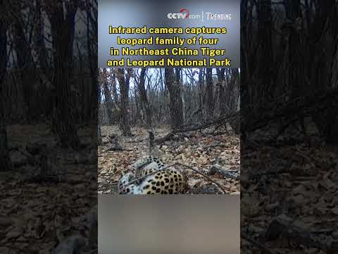 Leopard family of four captured in NE China