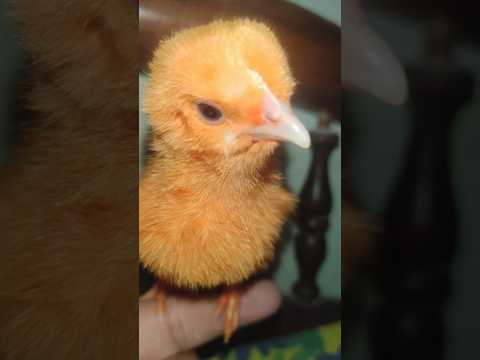 Golden chick meldious chirping - Hen Baby #birds #wildlife #shorts