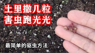 最简单的驱虫方法，害蟲瞬間不見了 【种菜养花 - 驱虫杀虫】花椒除虫小妙招