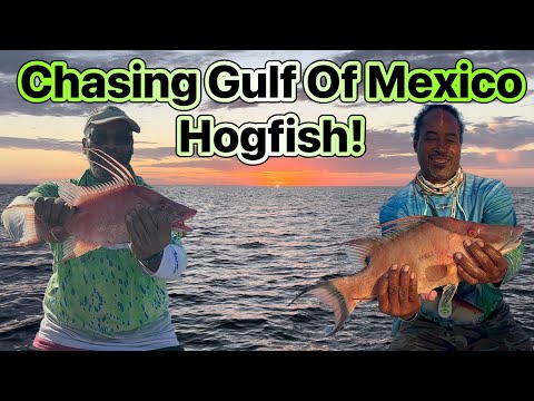 Chasing Gulf Of Mexico Hogfish!#clearwaterboating #goprodied#gulfofmexico