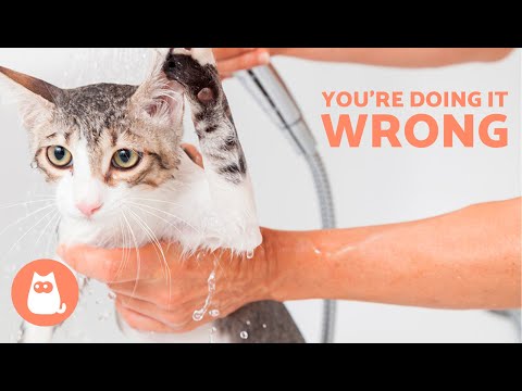 7 MISTAKES YOU MAKE When BATHING a CAT 🐱🚿 Stop All of These!