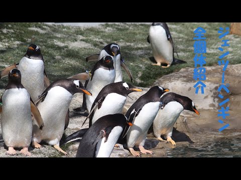 【推しペンをさがせ】ジェンツーペンギン全個体紹介【23羽】