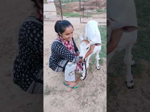 एक दिन ऐसा भी 😍/#amawsya#goushala#gaay#mata#minivlog#dailyvlog#youtubeshorts#viralvideo#trending