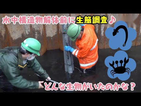 水中構造物解体前に生態調査♪どんな生物がいたのかな？