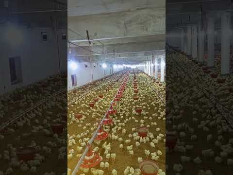 Poultry farm #poultryfarmbusinessplan #murgifarm #murgipaln #broilerchickenfarming