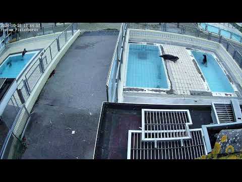 Seals live (4K) - Phase 2 @ Seal Rehabilitation and Research Centre (Pieterburen, The Netherlands)