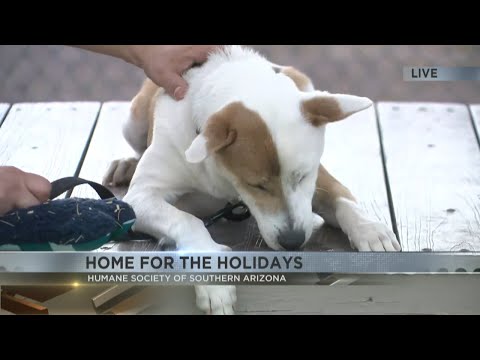 Find the perfect pet at HSSA's Home for the Holidays event