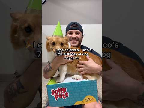 Let’s celebrate Taco’s 7th birthday at dog daycare!