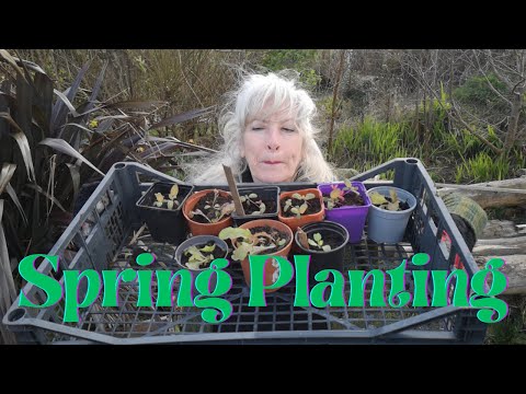 Spring Planting