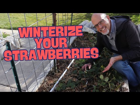 Preparing Strawberry Plants for Winter! How to Protect Your Strawberry Plants Over Winter