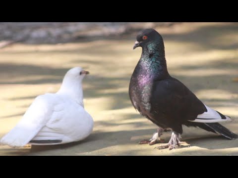 Boys Hunter And Catch Pigeons | Pigeon racing ready | Beautiful Laka Pigeons | Kabootar Videos