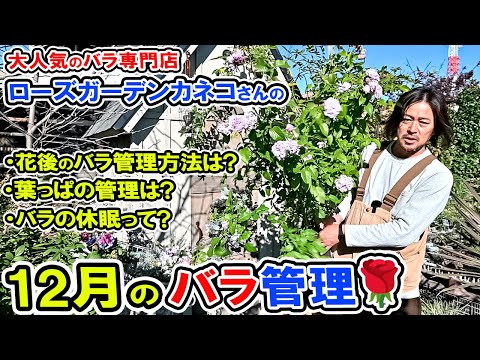 【12月のバラ管理🌹】「花後の管理?」「葉っぱの管理?」「バラの休眠」についてお話ししていきます!ローズガーデン・カネコさん