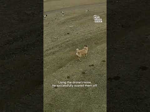 Drone Saves Calf From Aggressive Dogs | Hero of the Week