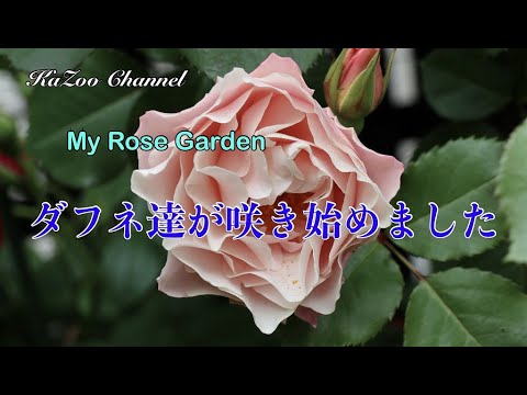 【バラ】ダフネ達が咲き始めました＃薔薇＃バラ＃ばら＃ダフネ