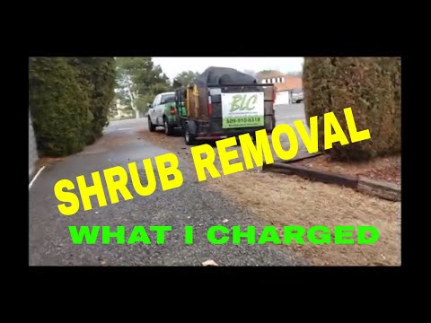 Shrub Removal and What I charge