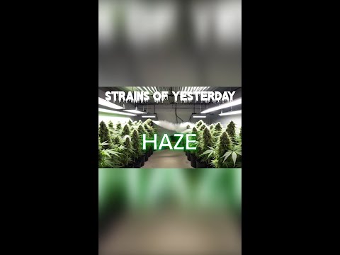 Strains of Yesterday : HAZE