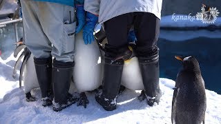 旭山動物園 絶対イヤです！と、言い張るキングペンギン達