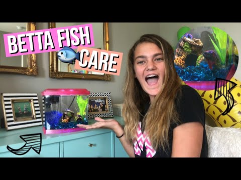 BETTA FISH CARE